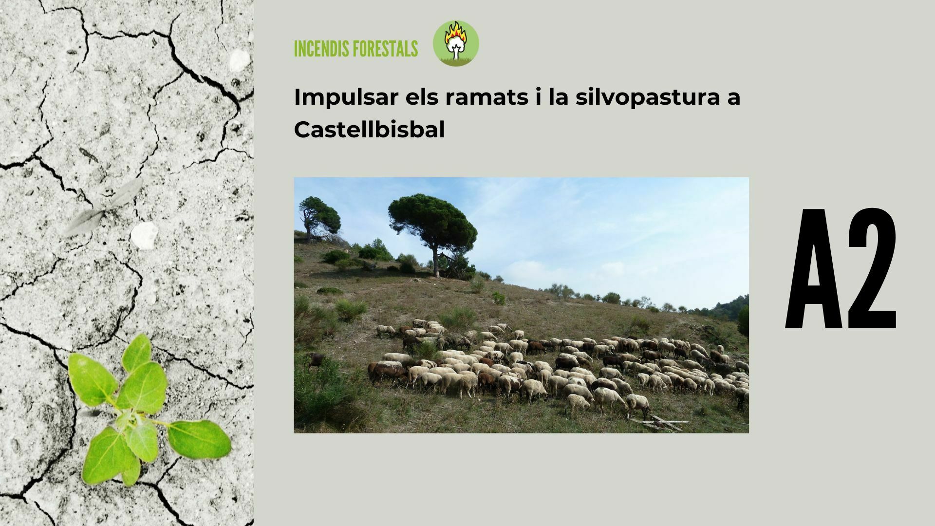 Imatge pels mitjans: A2 -Impulsar els ramats i la silvopastura a Castellbisbal