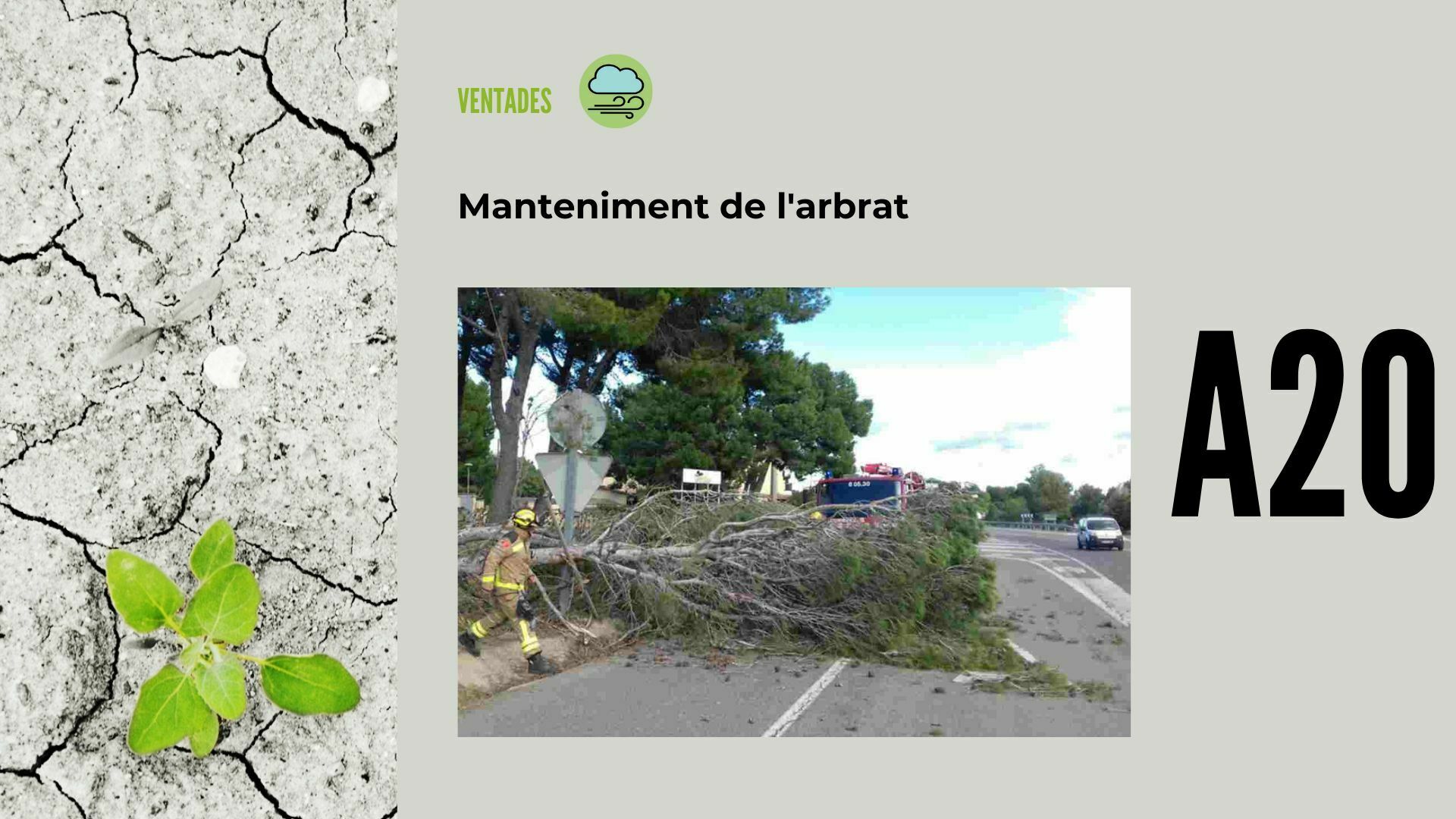 Imatge pels mitjans: A20 - Manteniment de l'arbrat