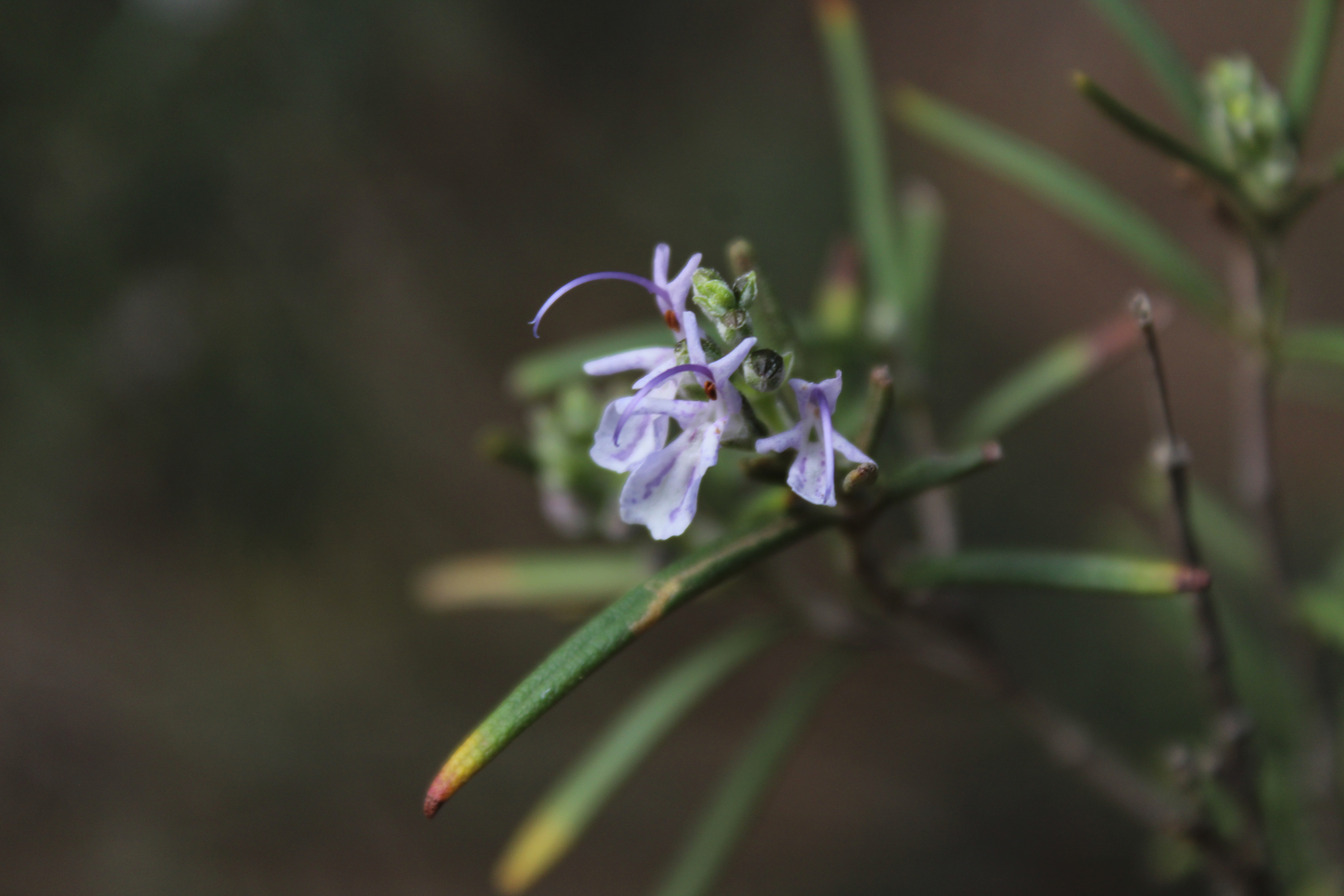 Imatge pels mitjans: ECDISI: Reconnectem amb la natura de Castellbisbal