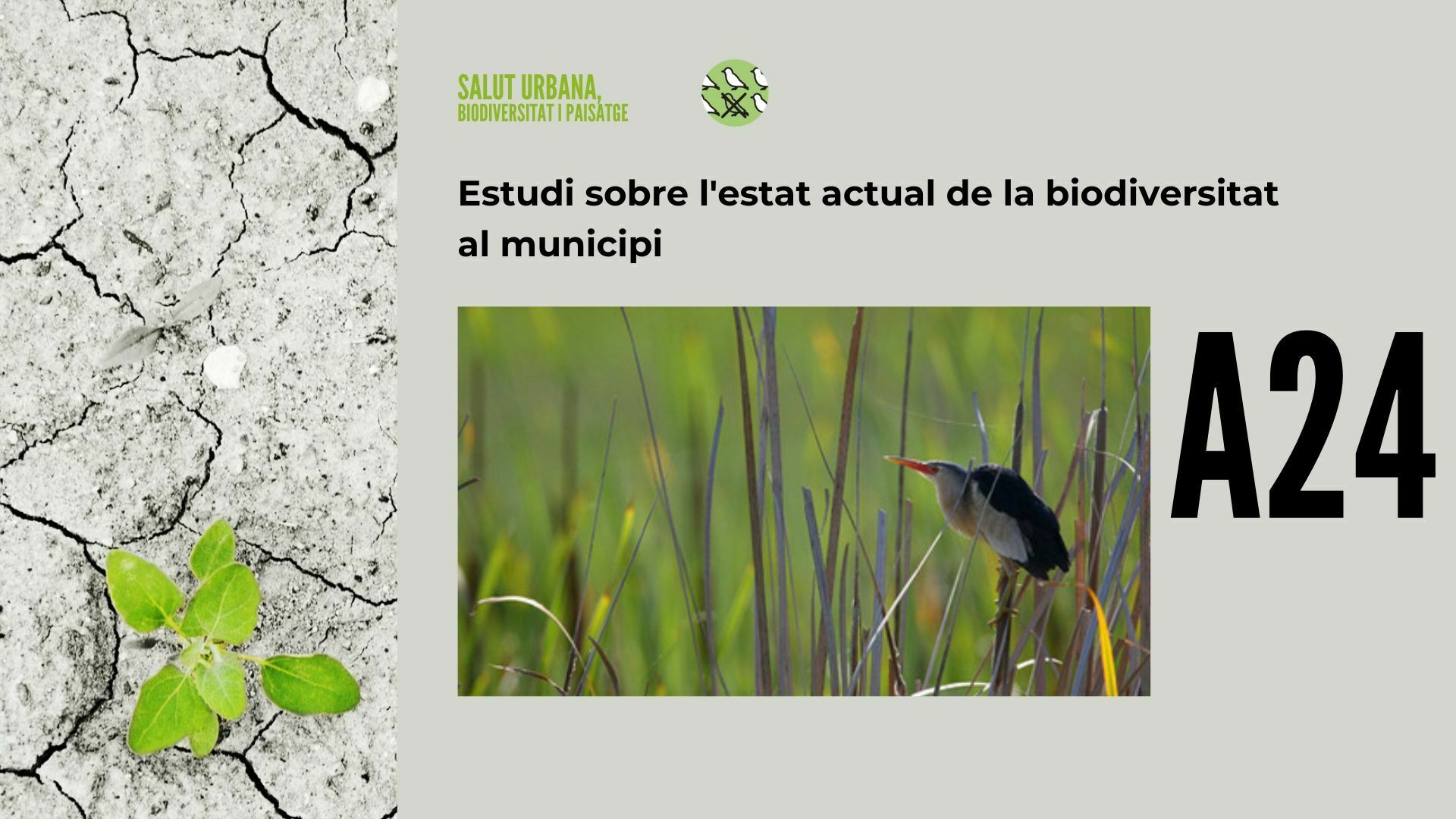 Imatge pels mitjans: A24 - Estudi sobre l&#39;estat actual de la biodiversitat al municipi 