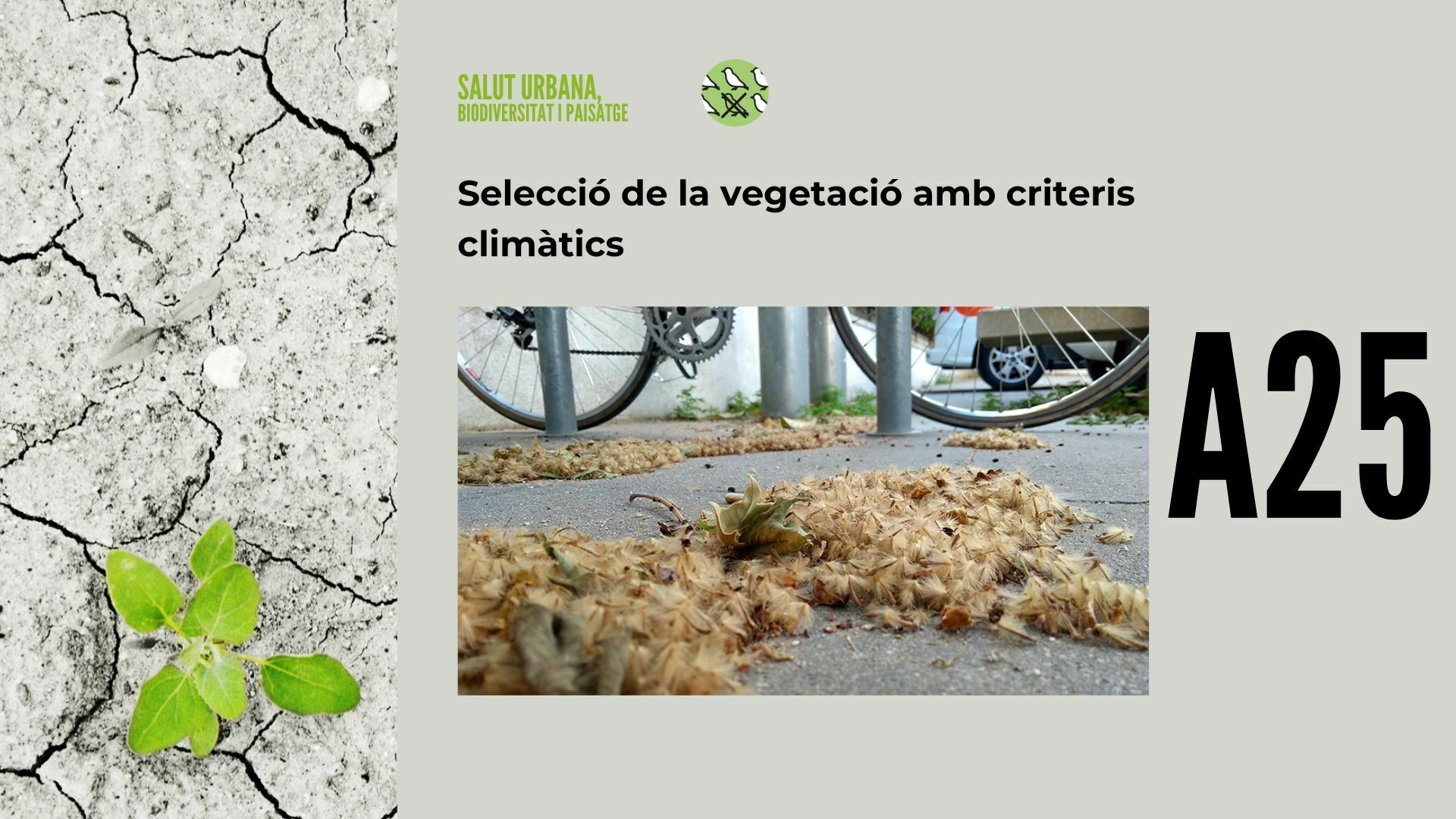 Imatge pels mitjans: A25 - Selecció de la vegetació amb criteris climàtics
